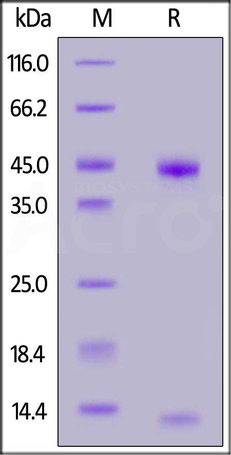 Latent GDF-2 SDS-PAGE