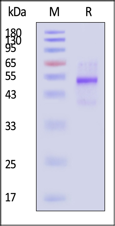 latent GDF-8 SDS-PAGE