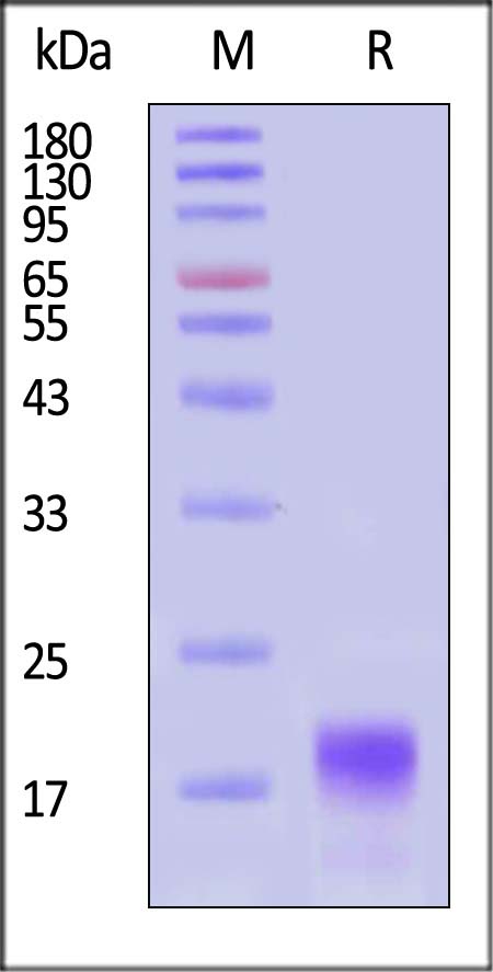 GDF-H5219-sds