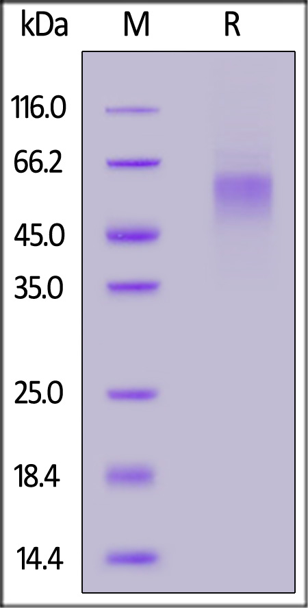 GFA-C52H6-sds