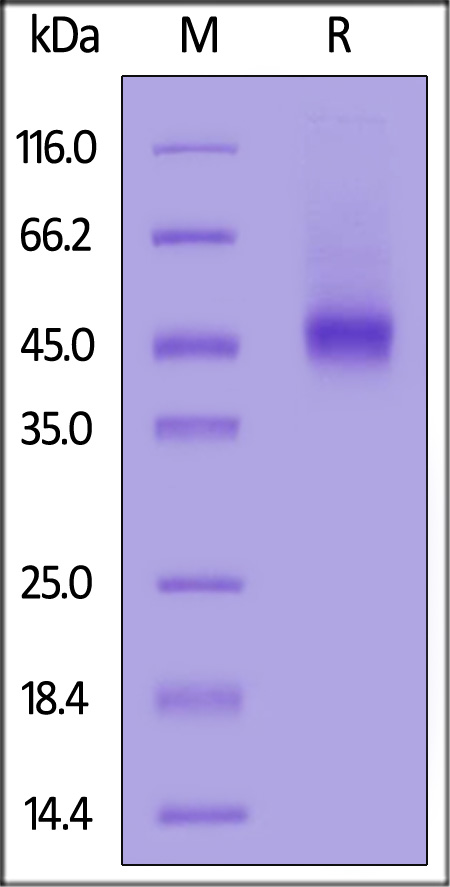 GFA-R52H5-sds