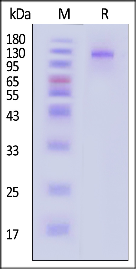 gH&gL SDS-PAGE