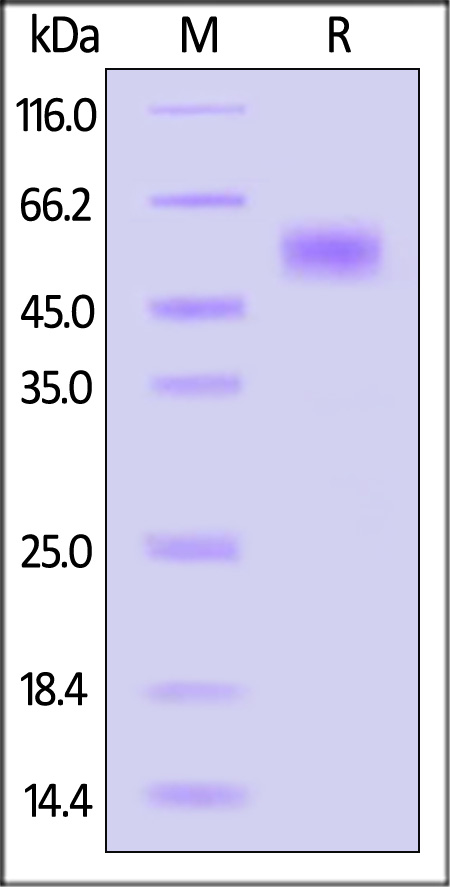 Glycoprotein C (HSV-2) SDS-PAGE