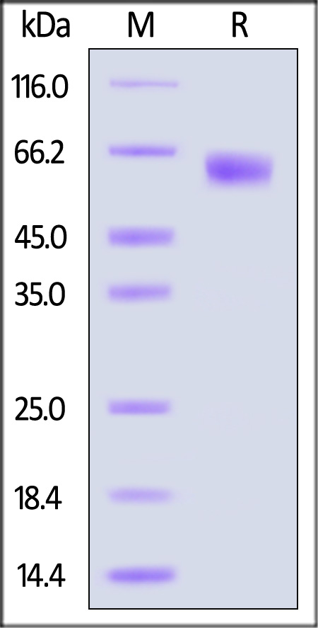 Glycoprotein E (HSV-2) SDS-PAGE