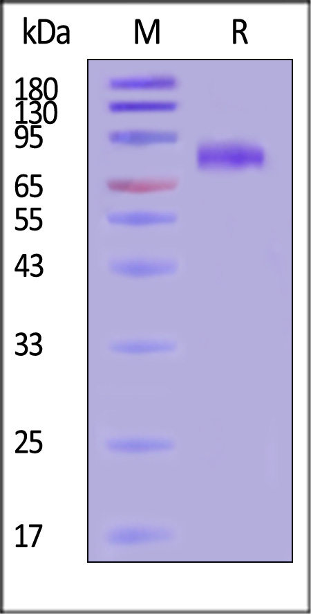 Glycoprotein (NiV, HeV) SDS-PAGE