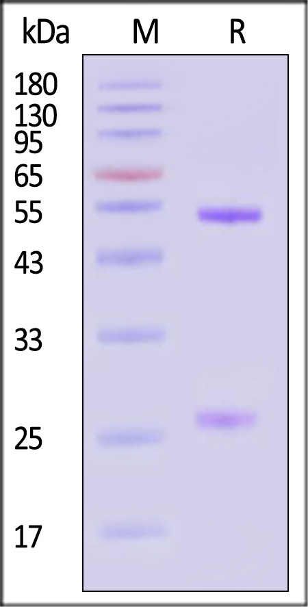 Glycoprotein (RABV) SDS-PAGE