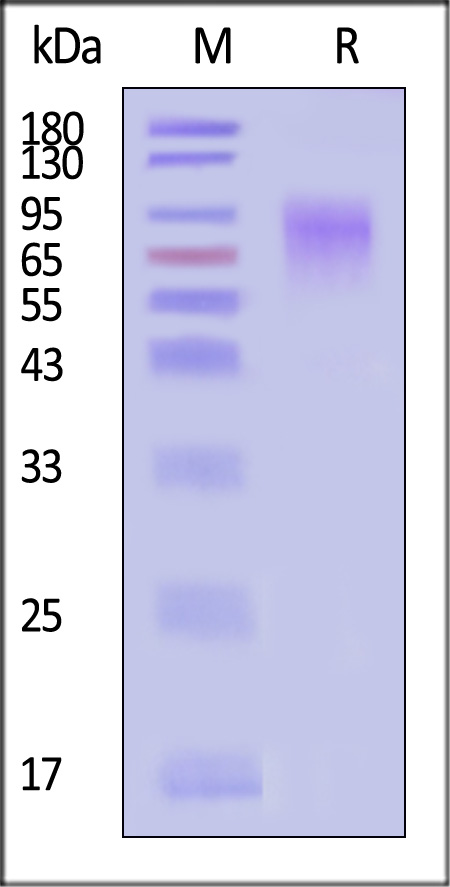 Glycoprotein (NiV, HeV) SDS-PAGE