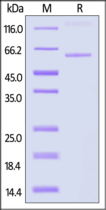 Glycoprotein (RABV) SDS-PAGE