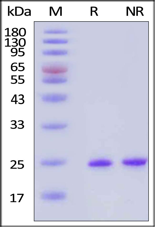 GMP-FGBH16-sds