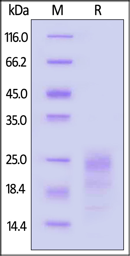 GMP-IFGH24-sds