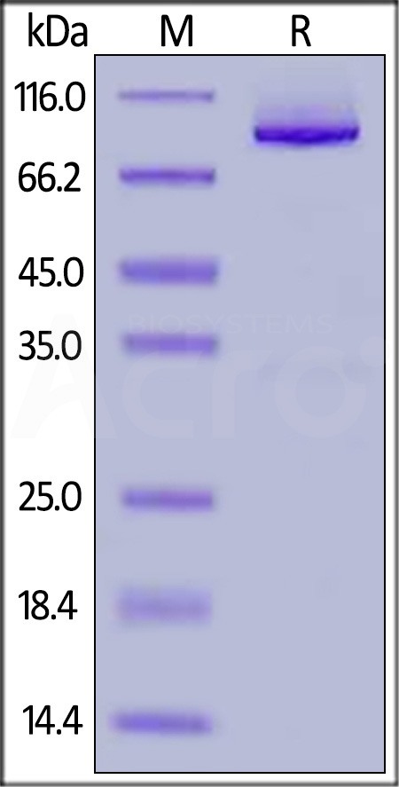 Glypican 1 SDS-PAGE