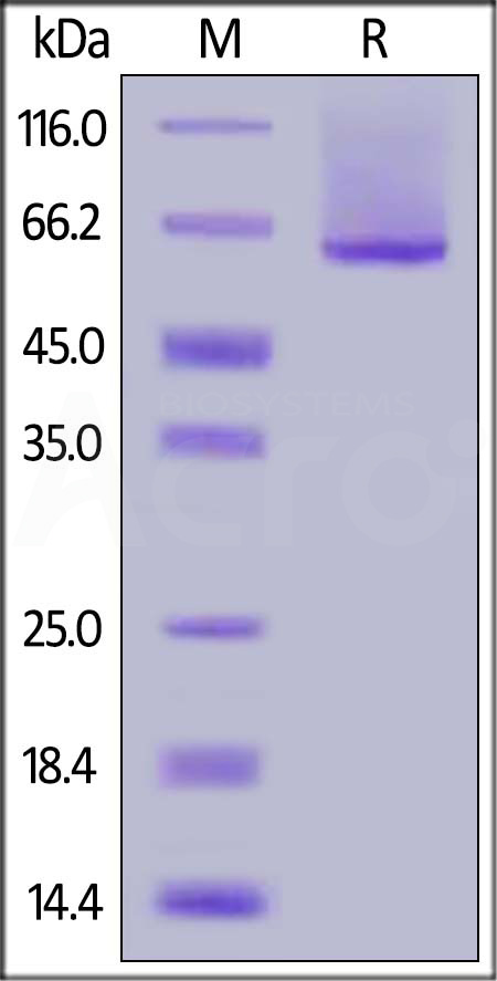 GP1-H52H9-sds