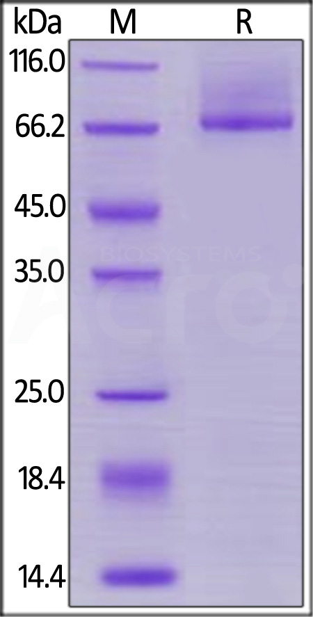 Glypican 3 SDS-PAGE