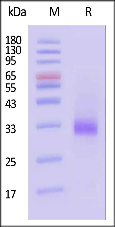 Glypican 3 SDS-PAGE