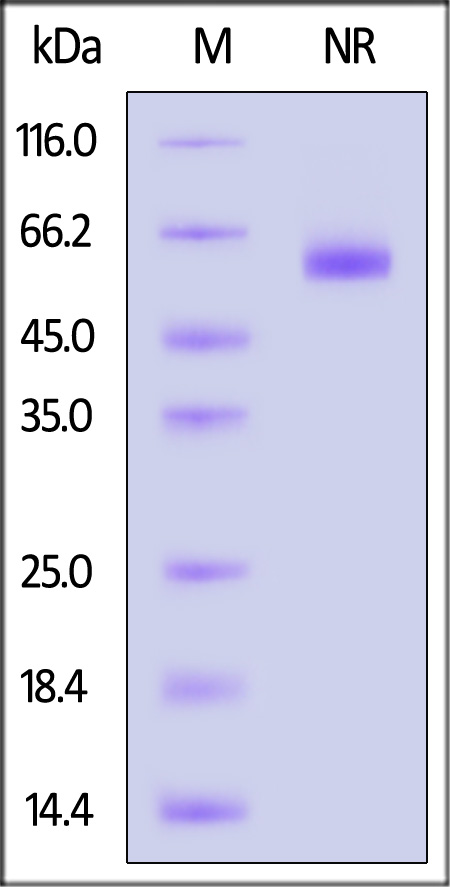 Glypican 4 SDS-PAGE