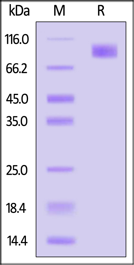 Osteoactivin SDS-PAGE