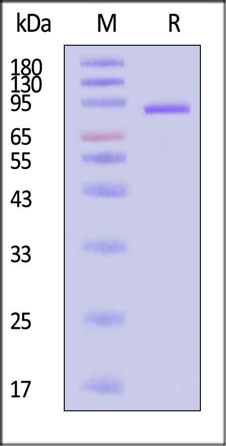 Hemagglutinin (HA) SDS-PAGE