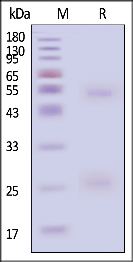 HA1-M648-sds