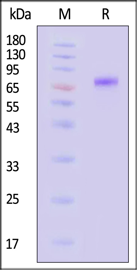 HA1-V5245-sds