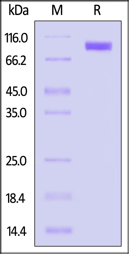 Hemagglutinin (HA) SDS-PAGE