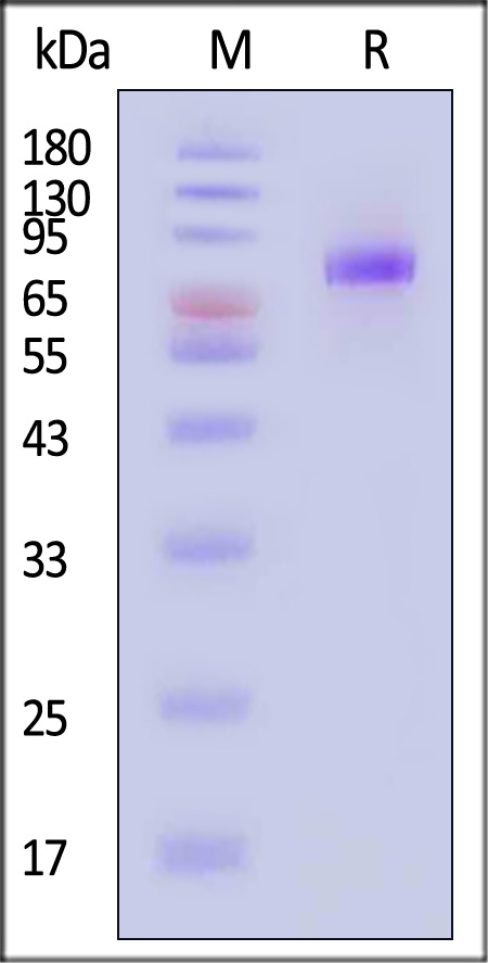 HA1-V52H7-sds