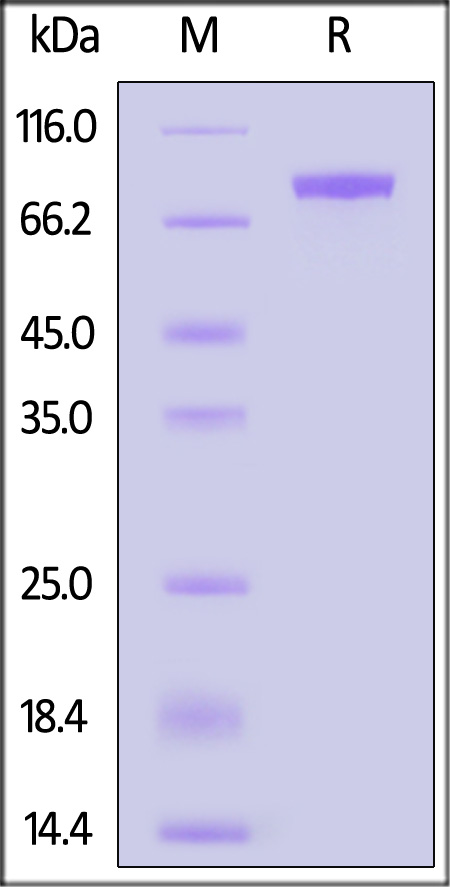 HA2-V52H3-sds