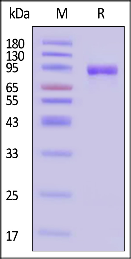 Hemagglutinin (HA) SDS-PAGE