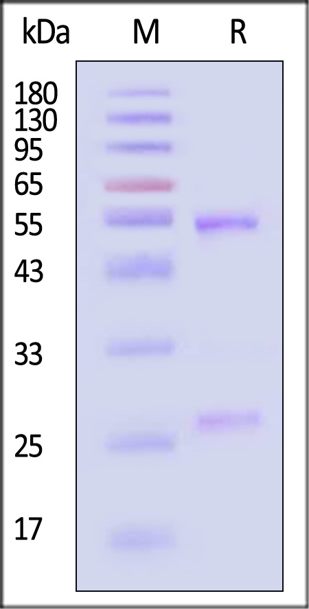 Hemagglutinin (HA) SDS-PAGE