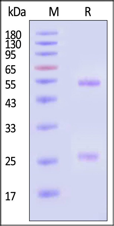 Hemagglutinin (HA) SDS-PAGE