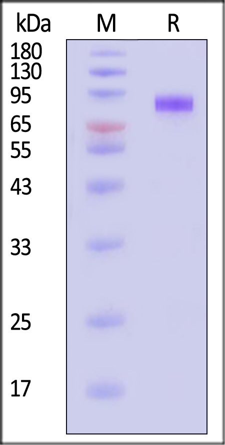 Hemagglutinin (HA) SDS-PAGE