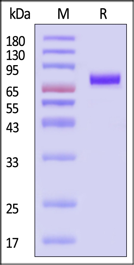 HA9-V52H3-sds