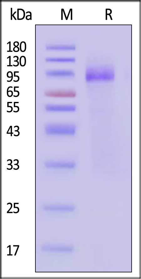 Hemagglutinin (HA) SDS-PAGE