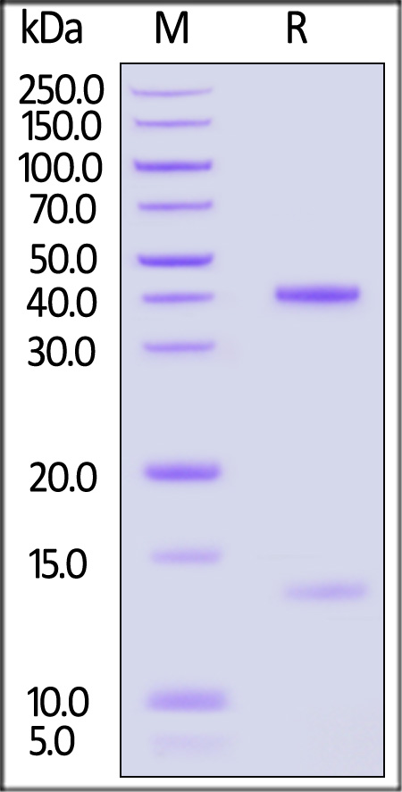 HLH-H82E8-sds