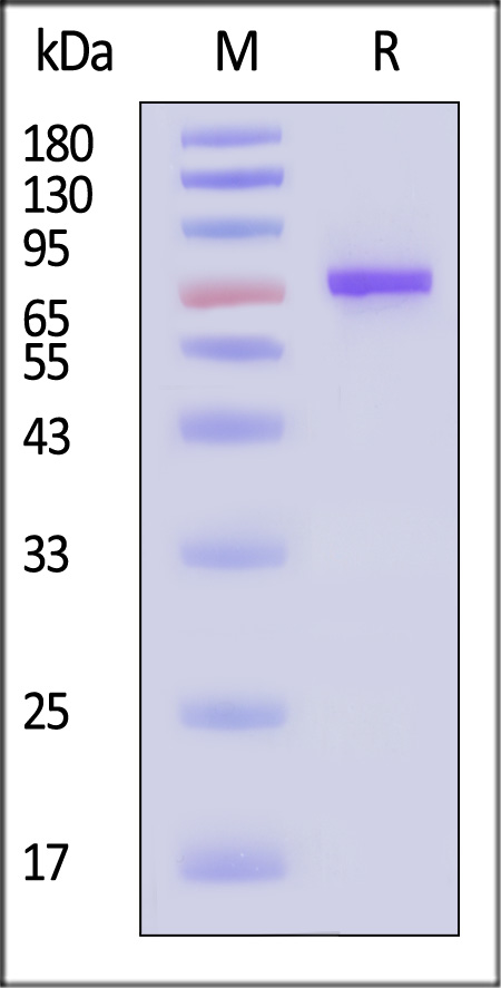 Serum Albumin SDS-PAGE