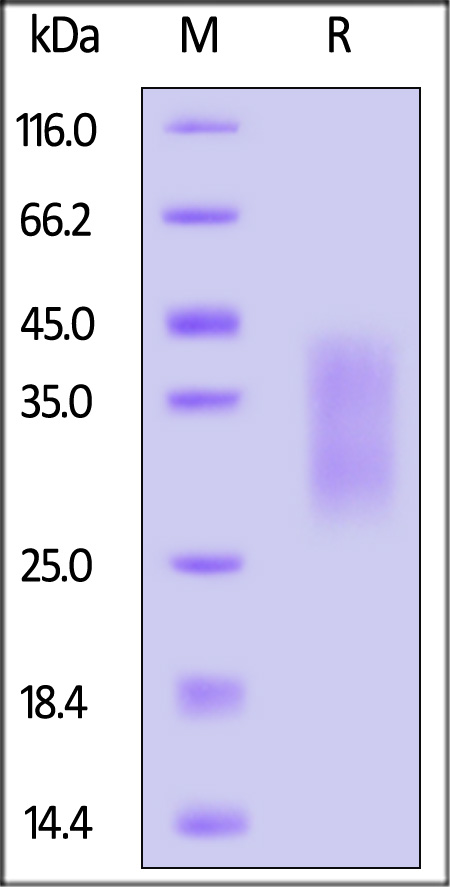 HVM-H52E9-sds