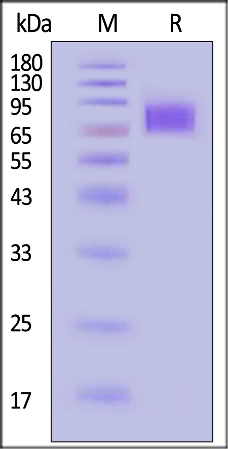 IF1-C52H3-sds