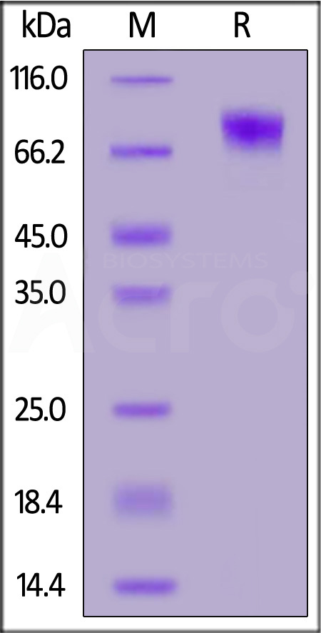 IF1-H5225-sds