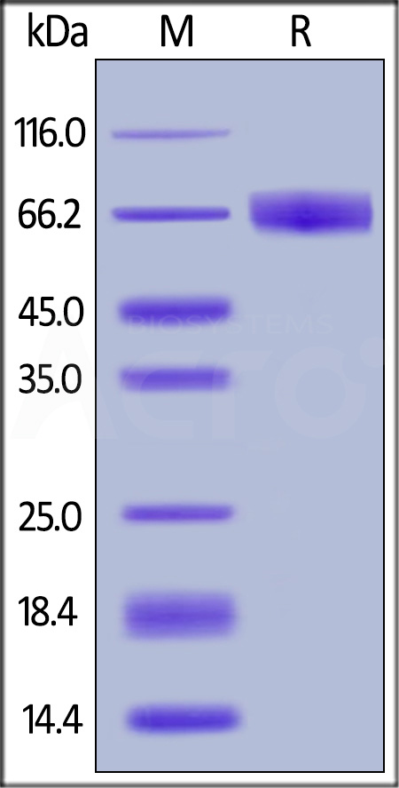 IF1-H5254-sds