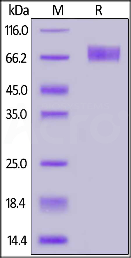 IF2-H5255-sds