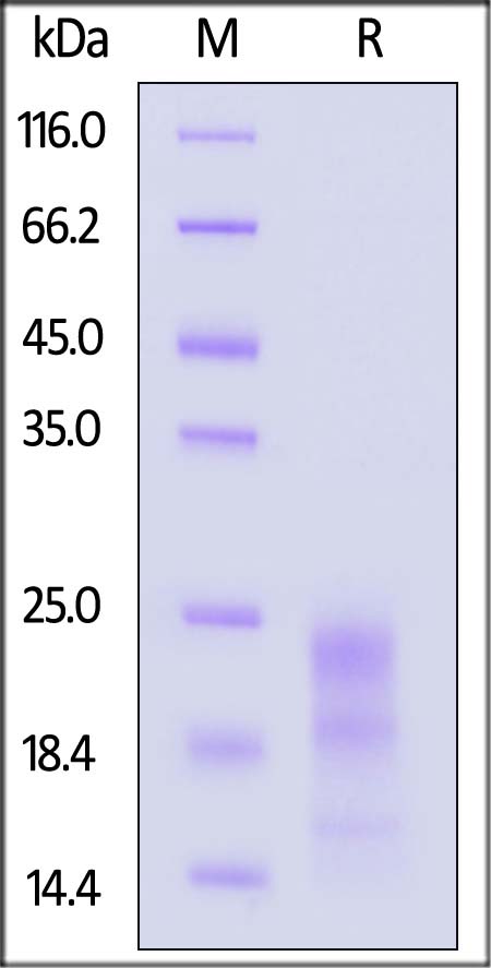 IFN-gamma SDS-PAGE