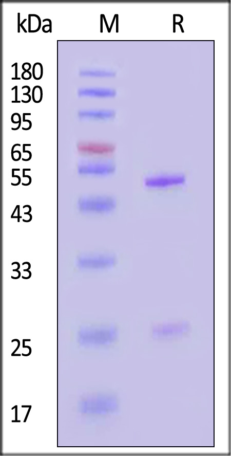 IFN-gamma SDS-PAGE