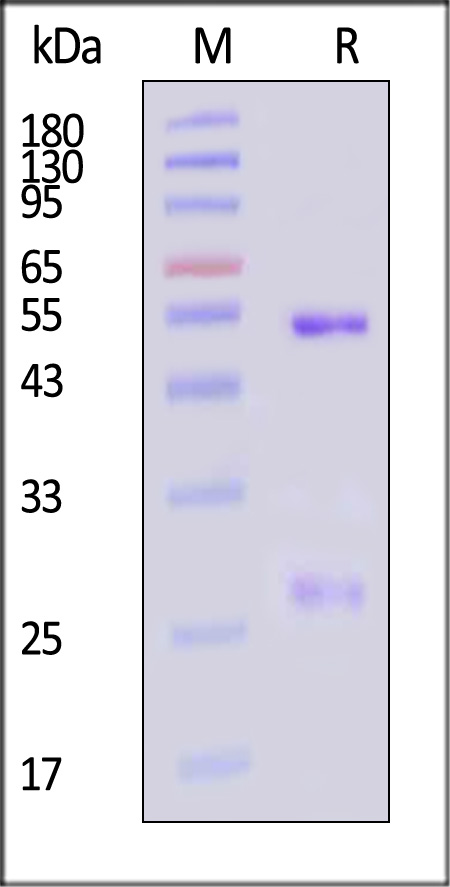 IFN-gamma SDS-PAGE