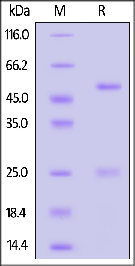 IFN-gamma SDS-PAGE