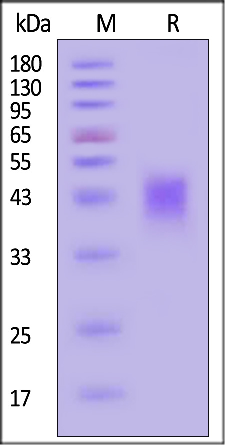 IGFBP-3 SDS-PAGE