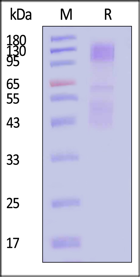 IGR-H82E3-sds