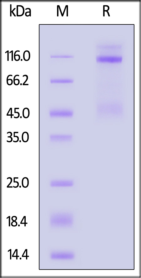 IGR-R5224-sds