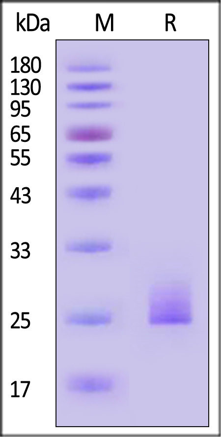 IL1-C82Q3-sds