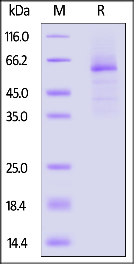 IL1-H5258-sds