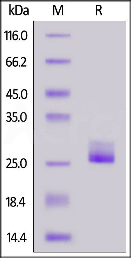 IL1-H82E3-sds