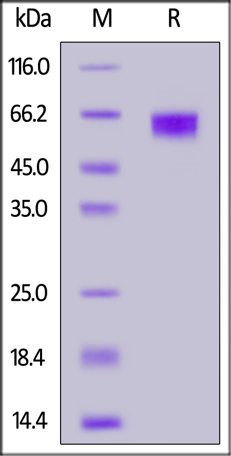 IL1-H82E7-sds